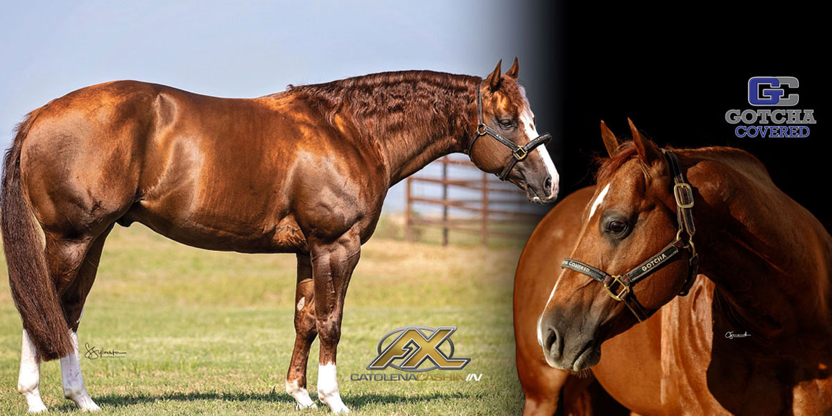 Breeding Excellence with Triple C Performance Horses